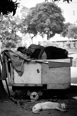 女人，撒谎，棕色，木制，手推车灰度摄影，穷人，人，狗