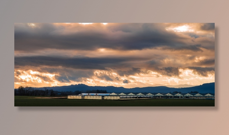 美国，北方平原，农业，俄勒冈州，农场，云朵，黄昏，风景
