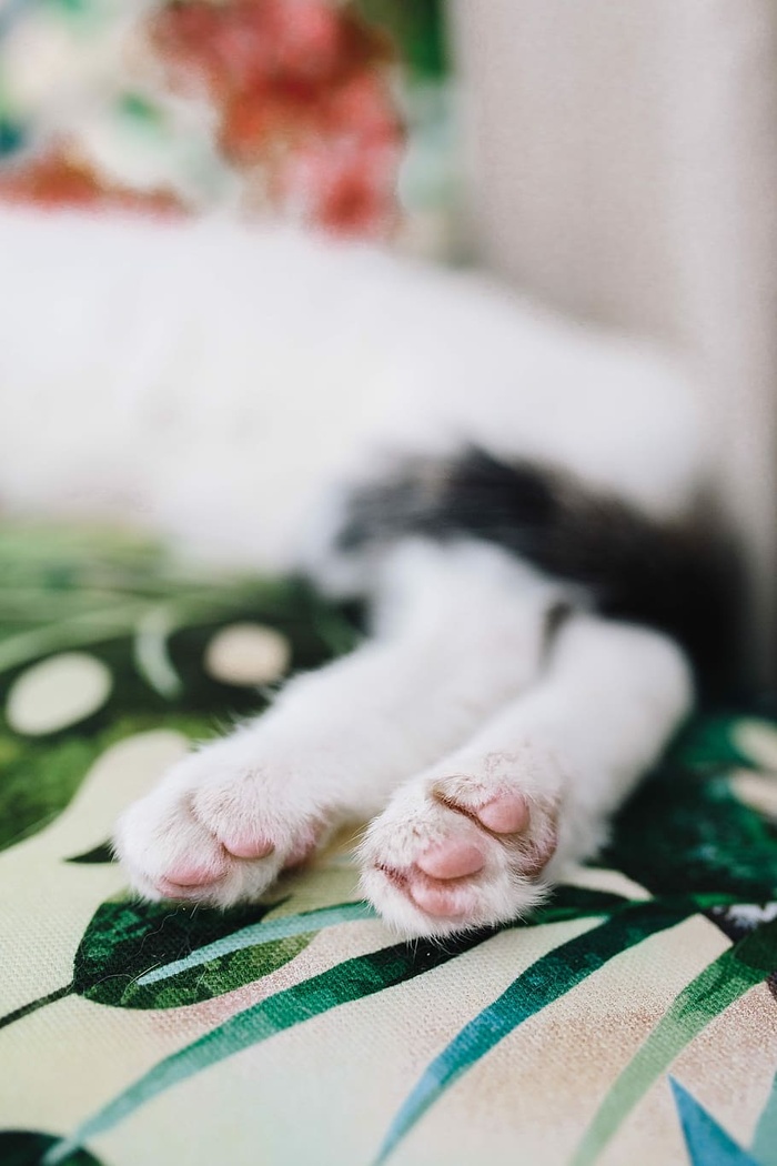 支撑墙壁单元的基本元素-猫