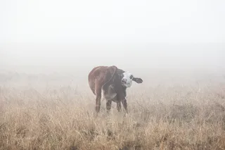 黑色，白色，牛，棕色，草地，白天，牛，草地