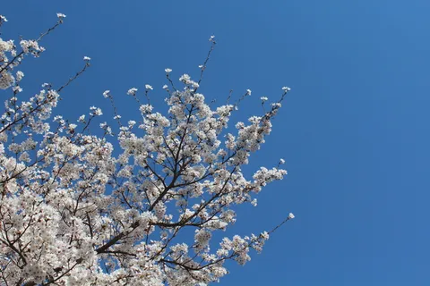 樱桃,花,天空,蓝天,樱桃花,天空,蓝天,自然,春天 樱桃,花,天空,蓝天,樱桃花,天空,蓝天,自然,春天