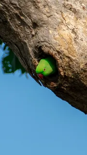 动物，鸟，长尾鹦鹉，鹦鹉，喙，金刚鹦鹉，雀，洞