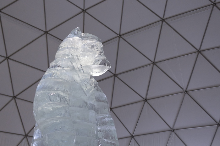 斯洛伐克、vysokétatry、Hrbienok、bear、winter、geometric、isometric、polar