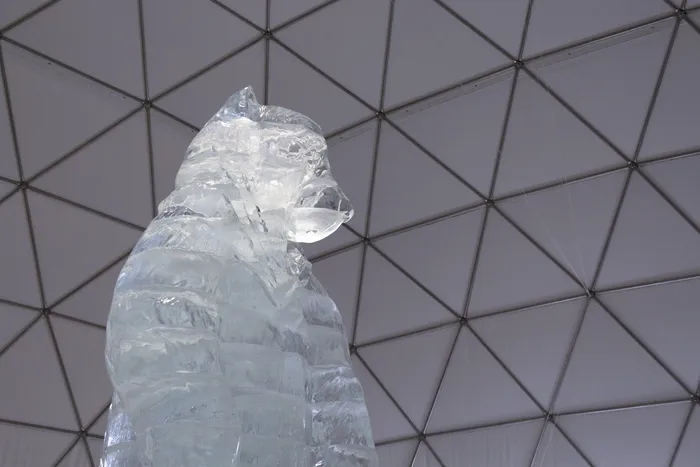 斯洛伐克、vysokétatry、Hrbienok、bear、winter、geometric、isometric、polar
