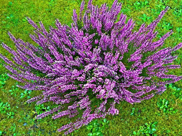 植物、秋花、埃里卡、石南花、冬季-Schneehide、hardy、紫色、紫色