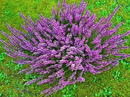 植物、秋花、埃里卡、石南花、冬季-Schneehide、hardy、紫色、紫色 植物、秋花、埃里卡、石南花、冬季-Schneehide、hardy、紫色、紫色