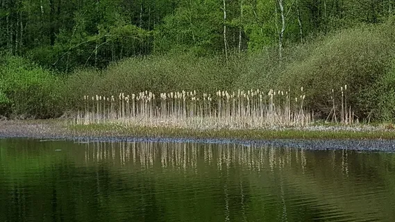 水、反射、自然、河流、水、植物、树木、湖泊 水、反射、自然、河流、水、植物、树木、湖泊