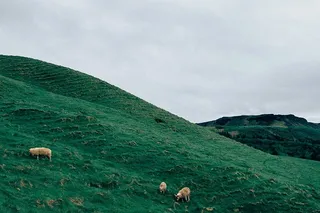 白昼下绿草谷三只羊