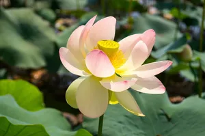 特写照片，粉色，莲花，白天，莲花，水，花，平静