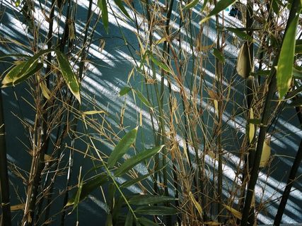 美国，洛杉矶，小东京，自然摄影，智能手机摄影，摄影，绿色，蓝色