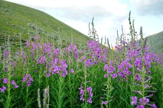 花, 性质, 宏, 春天的花朵, 植物, 鲜花, 叶子是, 春天