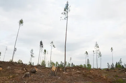 耶森尼基山脉、灾难、景观、自然、景观、采掘、木材、田野