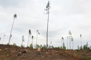 耶森尼基山脉、灾难、景观、自然、景观、采掘、木材、田野