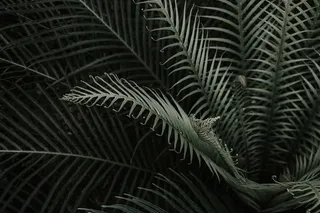 特写，绿色，叶子，植物，叶子，自然，植物部分，生长