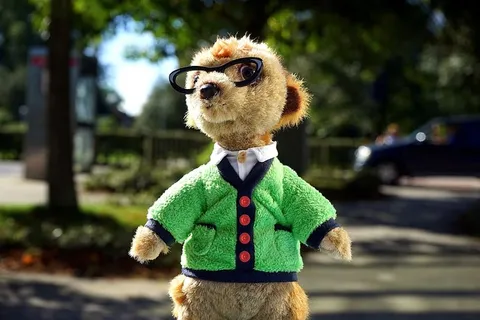 棕色动物毛绒玩具的焦点照片，绿色夹克和眼镜