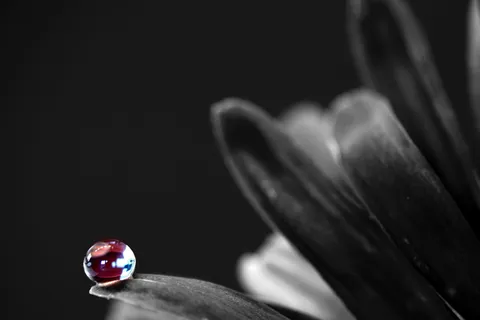 滴，花，花，宏观，水滴，镜像，红色，反射