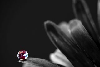 滴，花，花，宏观，水滴，镜像，红色，反射