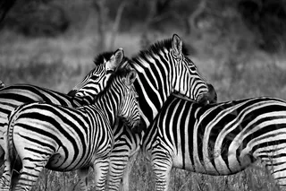 三，斑马，站立，地面，草地，野生动物，非洲，动物