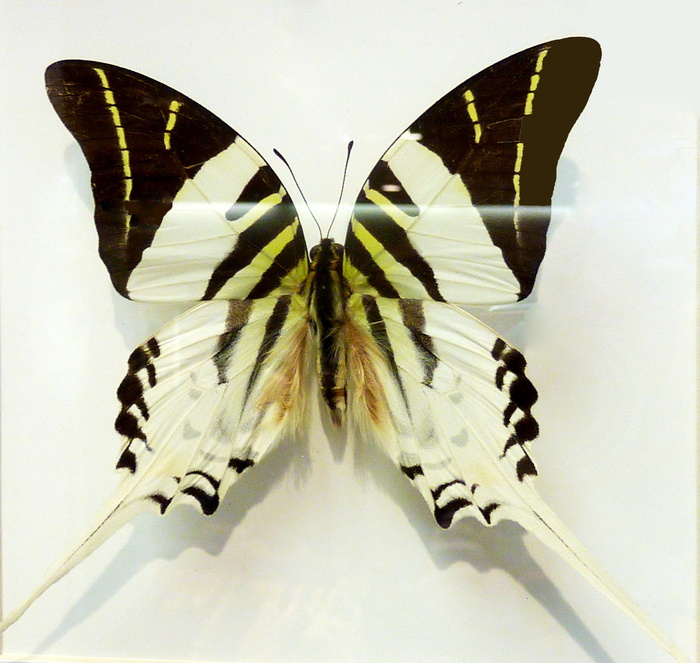 蝴蝶，蝴蝶，昆虫，斑点，彩色，夏天，探测器，动物翅膀