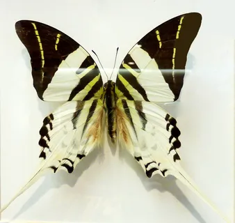 蝴蝶，蝴蝶，昆虫，斑点，彩色，夏天，探测器，动物翅膀