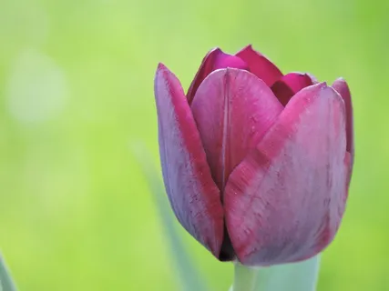 郁金香,紫色,宏,近,花,自然,花瓣,自然之美 郁金香,紫色,宏,近,花,自然,花瓣,自然之美