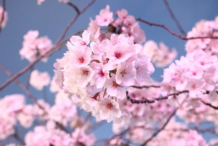 日本樱花树，花朵，木材，日本樱花，开花，粉色，装饰樱桃，开花植物
