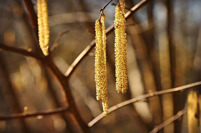 榛柳絮，花，枝，树，春天，季节性，二月，植物群