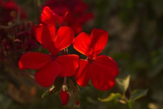 天竺葵, 红色, 花, 植物, 夏天, 花, 多彩, 开花