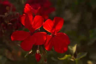天竺葵, 红色, 花, 植物, 夏天, 花, 多彩, 开花
