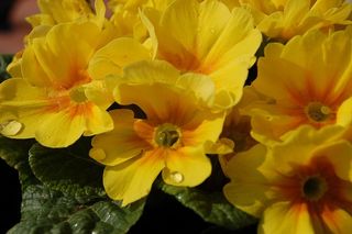 花，植物，自然，叶，开花植物，花瓣，脆弱，脆弱