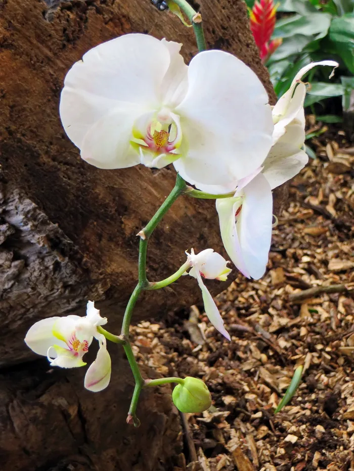 兰花，白花，大花蕙兰，开花，植物，花瓣，兰科，异国情调