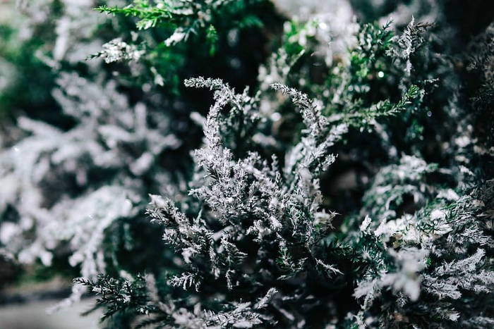 雪树特写