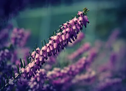 石南花,花,花,花,花园,自然,丁香,植物 石南花,花,花,花,花园,自然,丁香,植物