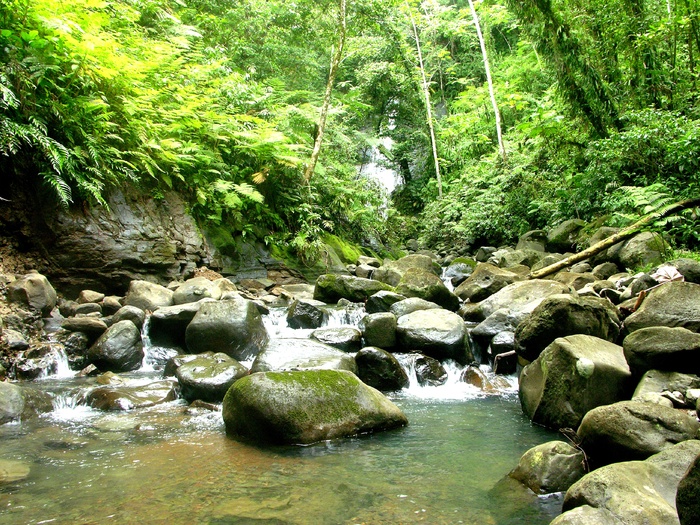 自然、河流、椰子、哥斯达黎加、蓬塔雷纳斯、水、森林、植物