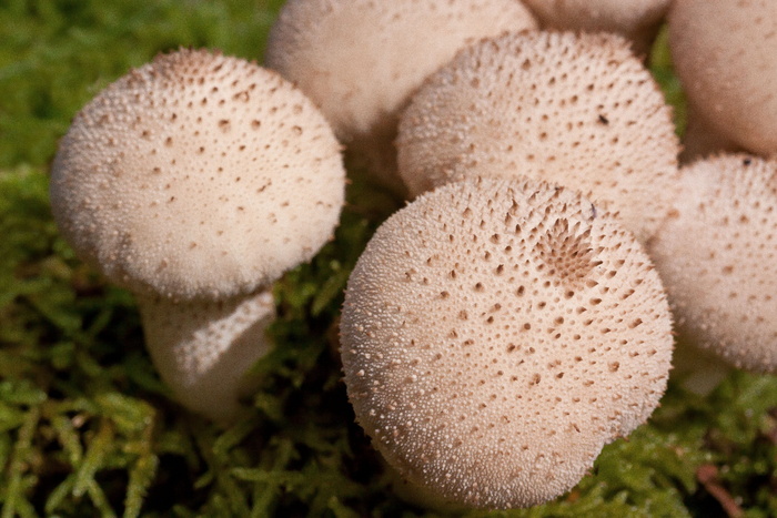 翁布里努姆，牛，袋，蛋牛，梨形，白色，幼嫩，颗粒状