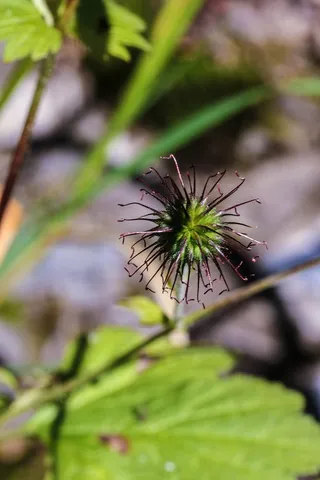 野花，夏天，大自然，夏天的花，植物，花，生长，开花植物