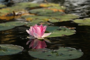 粉色莲花，美丽，花朵，莲花，冥想，和平，粉色，池塘