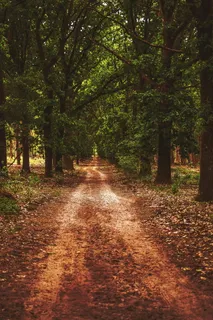 森林,路径,自然,森林路径,大道,树,人行道,前进的道路 森林,路径,自然,森林路径,大道,树,人行道,前进的道路