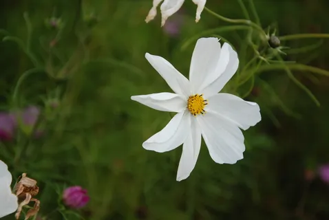 花,白色,宏,自然,花瓣,开花植物,植物,花瓣 花,白色,宏,自然,花瓣,开花植物,植物,花瓣