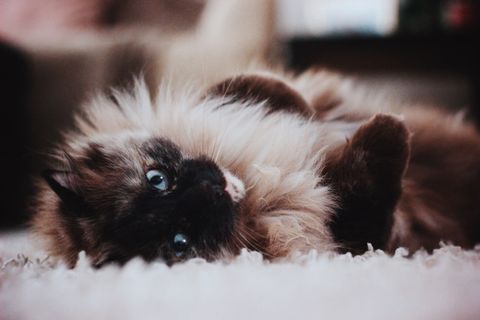 猫咪绒毛，动物主题，哺乳动物，一种动物，动物，家养，家养动物，宠物