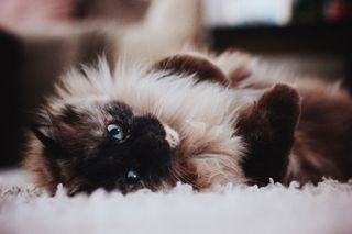 猫咪绒毛，动物主题，哺乳动物，一种动物，动物，家养，家养动物，宠物