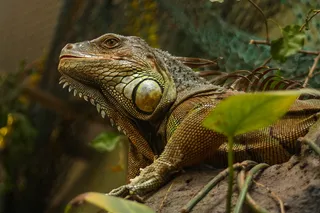 褐鬣蜥的选择性聚焦摄影