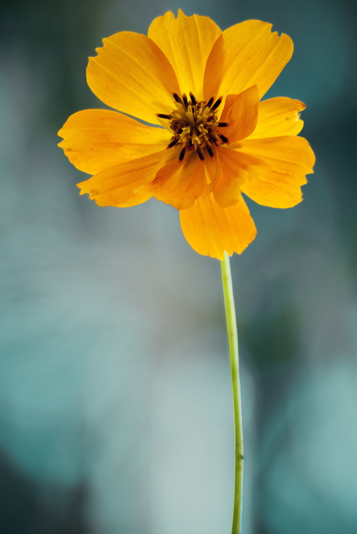 特写照片, 黄色, 花瓣, 花, 宇宙, 橙色, 背景, 蓝色