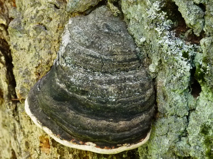 菌类, 蘑菇, 树, xylobionten, 自然, 纹理, 特写