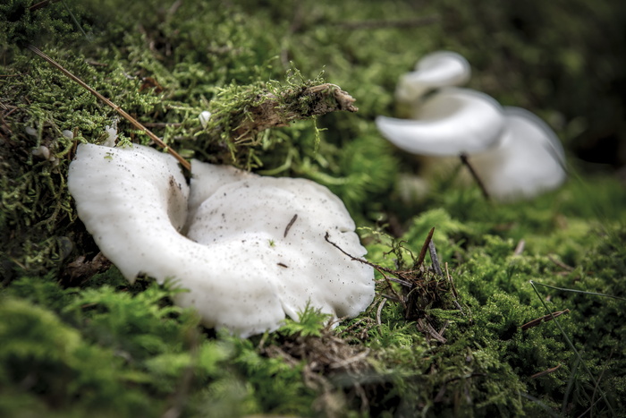 自然、苔藓、漏斗岭、蘑菇、森林地面、植物、土地、白色