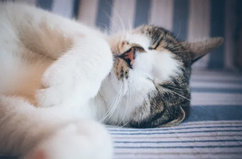 躺在白色和蓝色织物上的花布猫