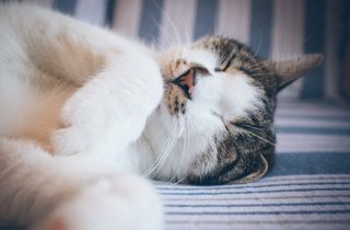 躺在白色和蓝色织物上的花布猫