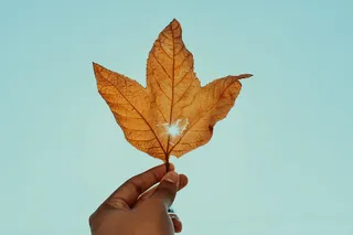 拿着棕色叶子的人