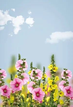 花，春天，背景，自然，天空，文本dom，复制空间，标签可能性