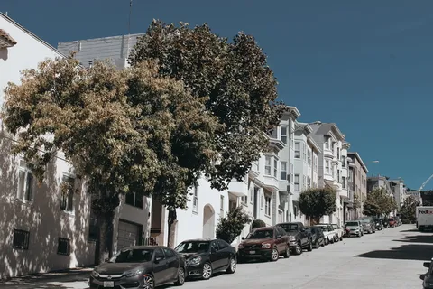 车辆附近的绿树